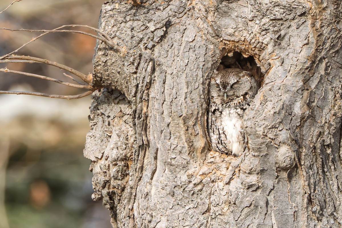 Doğulu Puhucuk - ML647678606