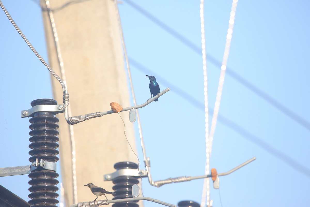 Mor Nektarkuşu - ML647678607