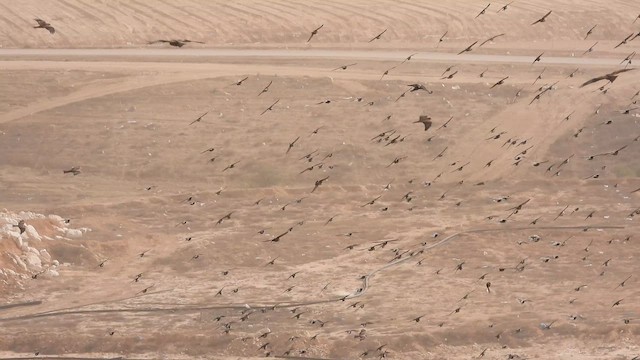 špaček obecný - ML647678608