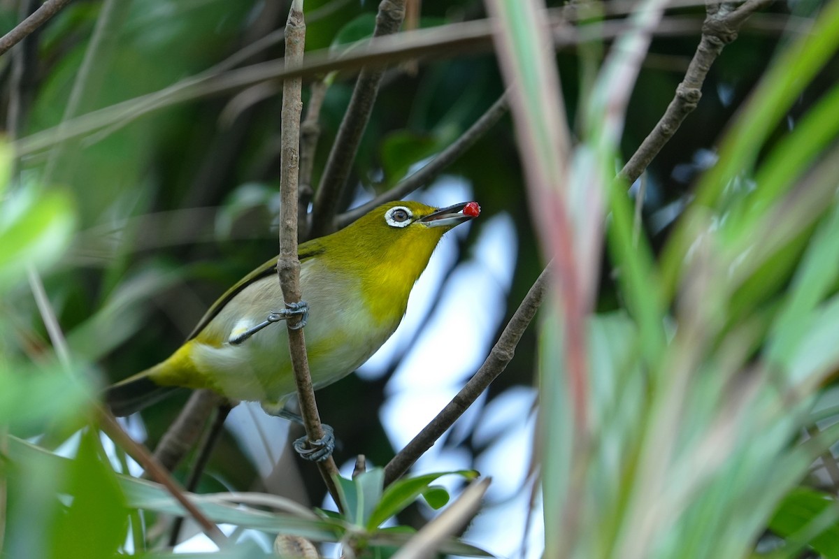 Japon Gözlükçüsü - ML647678616