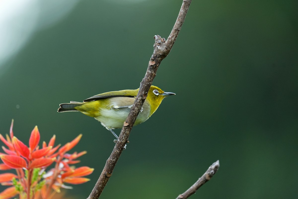 Japon Gözlükçüsü - ML647678617