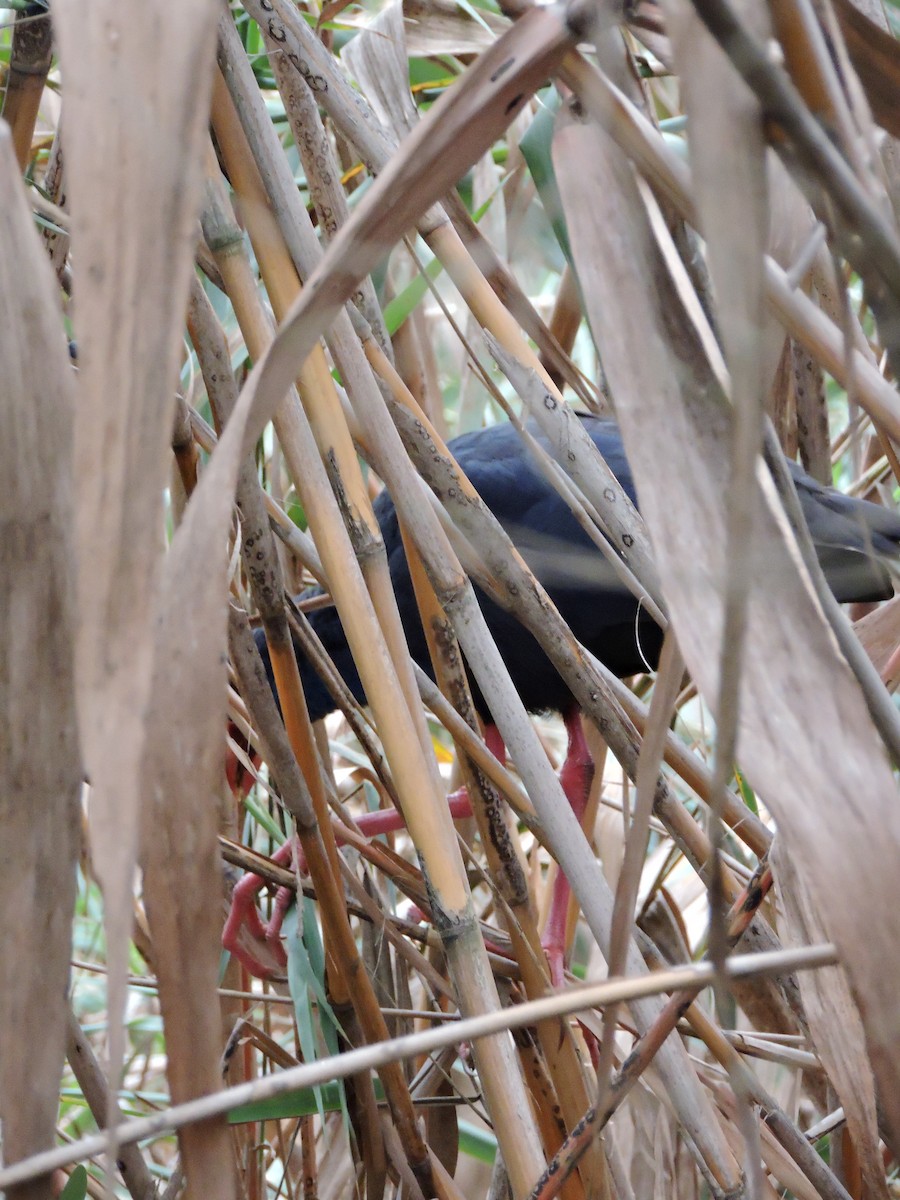 Mor Sazhorozu - ML647678619