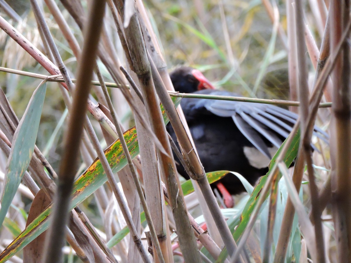 Mor Sazhorozu - ML647678620