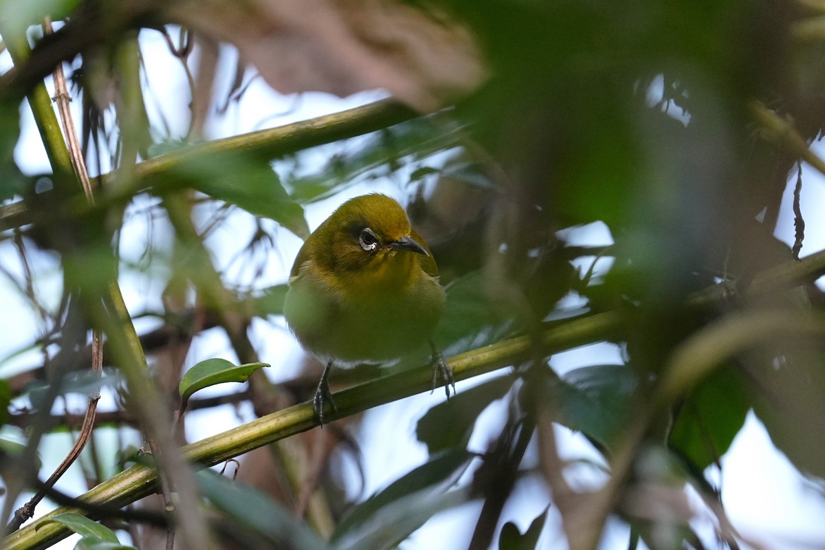 Japon Gözlükçüsü - ML647678621