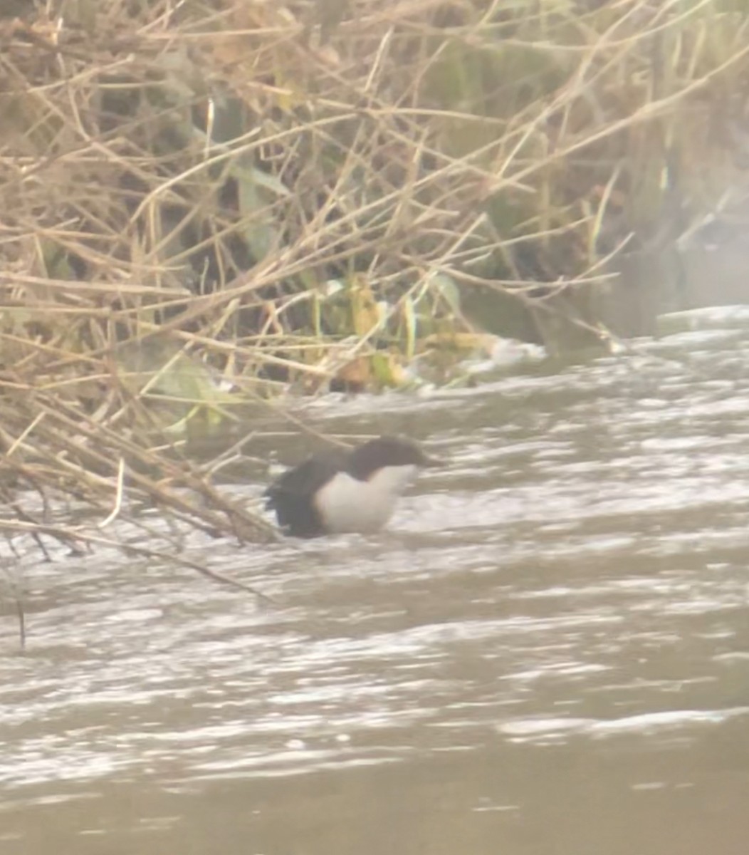 Пронурок біловолий - ML647678626