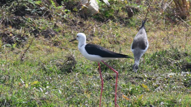 pisila čáponohá - ML647678634