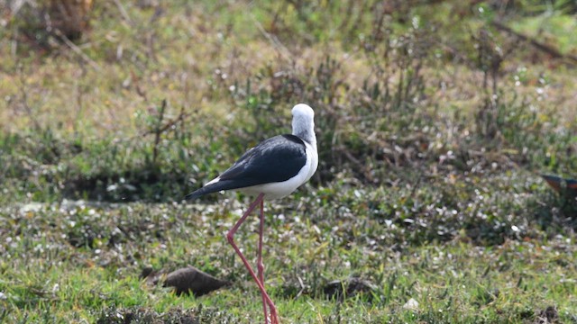 pisila čáponohá - ML647678644