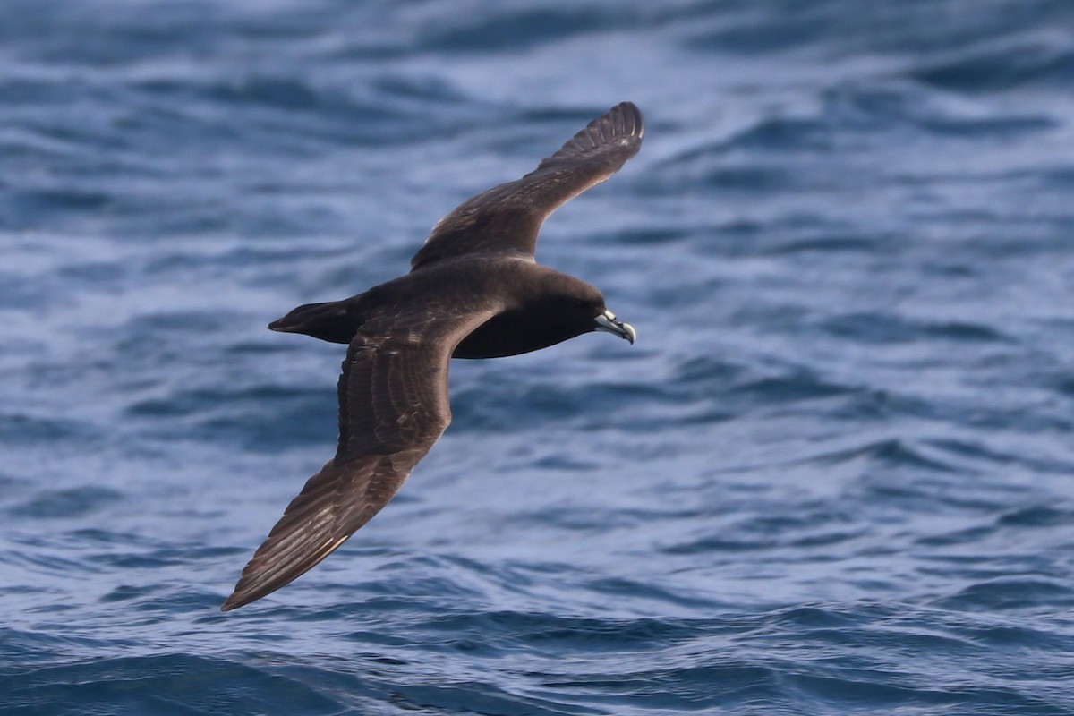 Beyaz Gıdılı Yelkovan - ML647678674