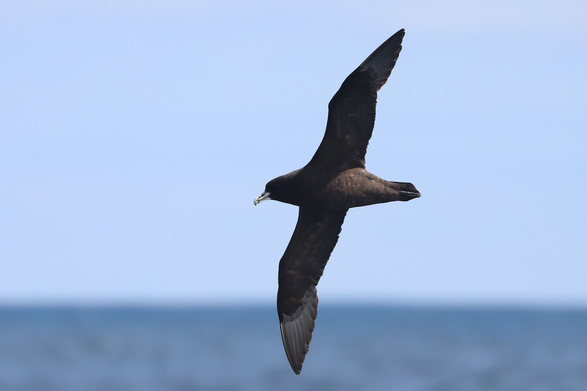 Beyaz Gıdılı Yelkovan - ML647678675