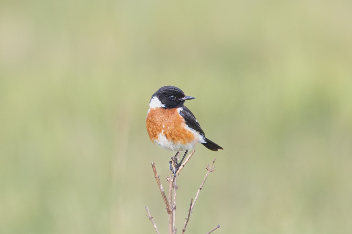 afrikasvartstrupe - ML647678700