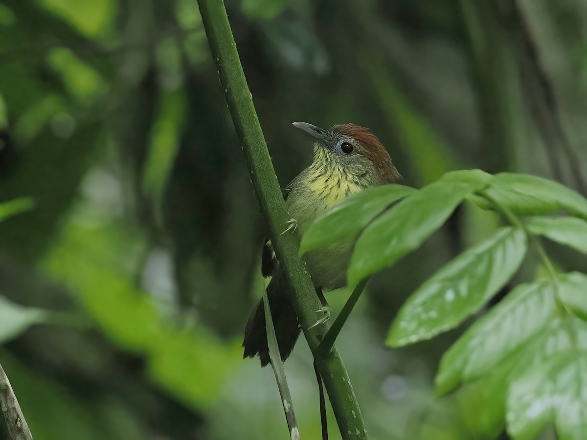 Timalí Goliestriado - ML647678701