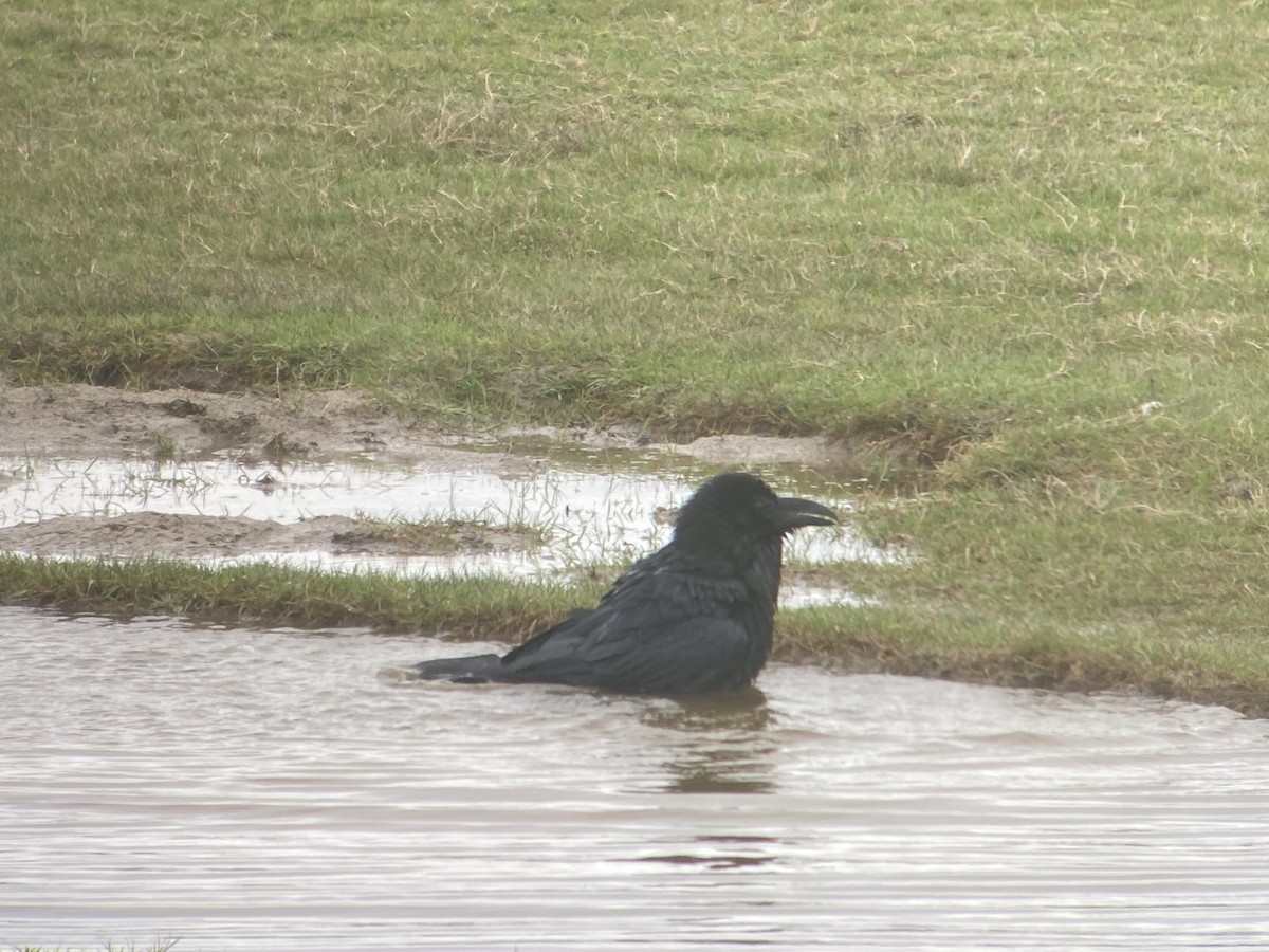 Common Raven - ML647678712