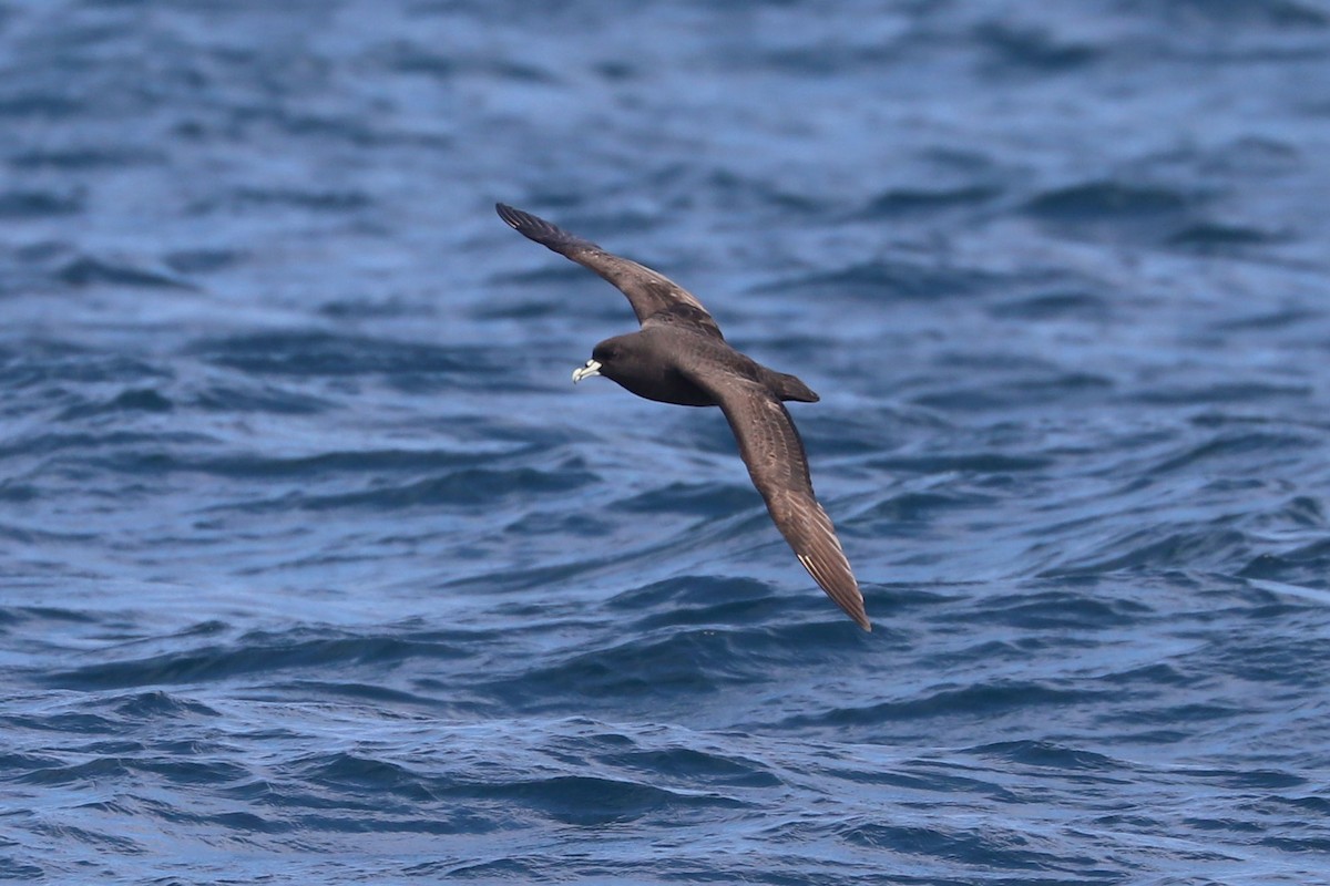 Beyaz Gıdılı Yelkovan - ML647678719