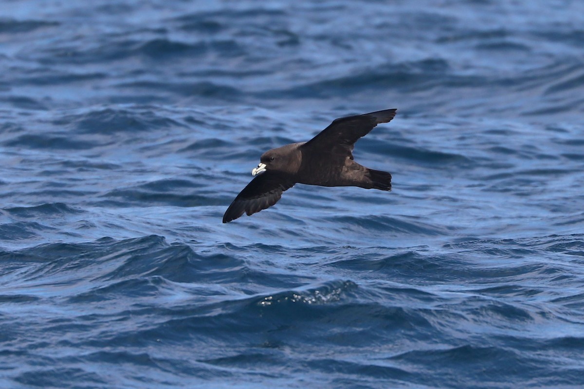 Beyaz Gıdılı Yelkovan - ML647678720