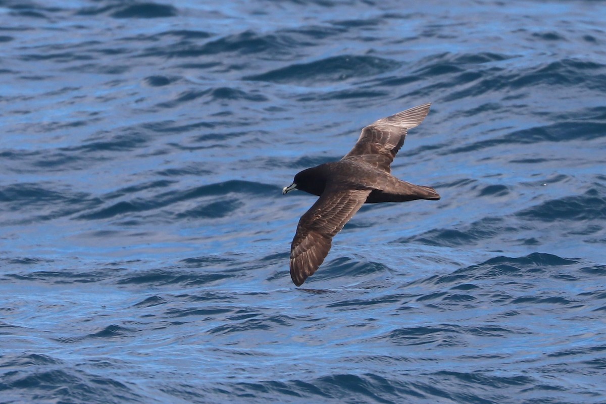 Beyaz Gıdılı Yelkovan - ML647678721