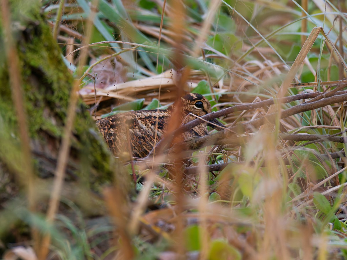 Eurasian Woodcock - ML647678748