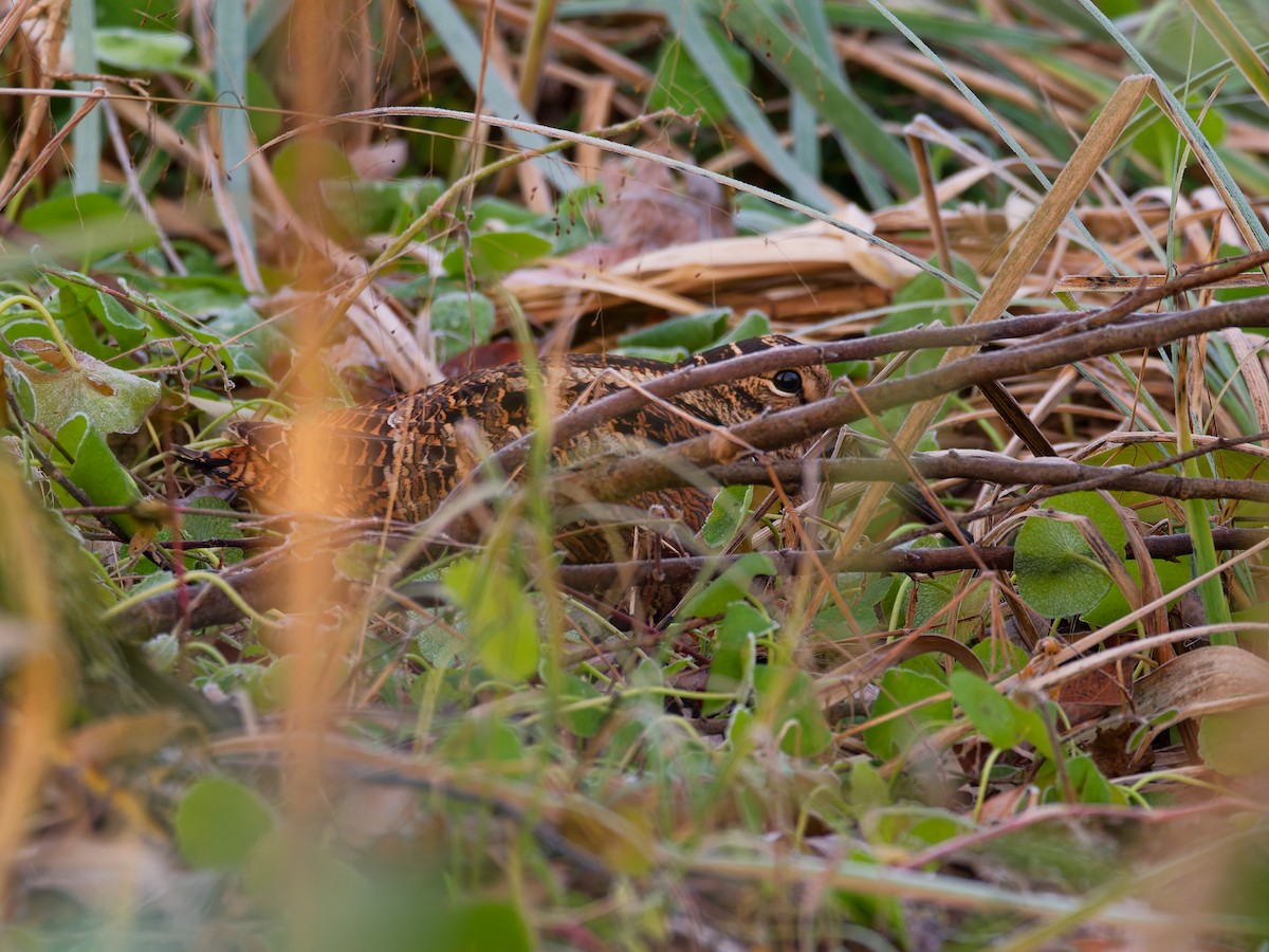 Eurasian Woodcock - ML647678749