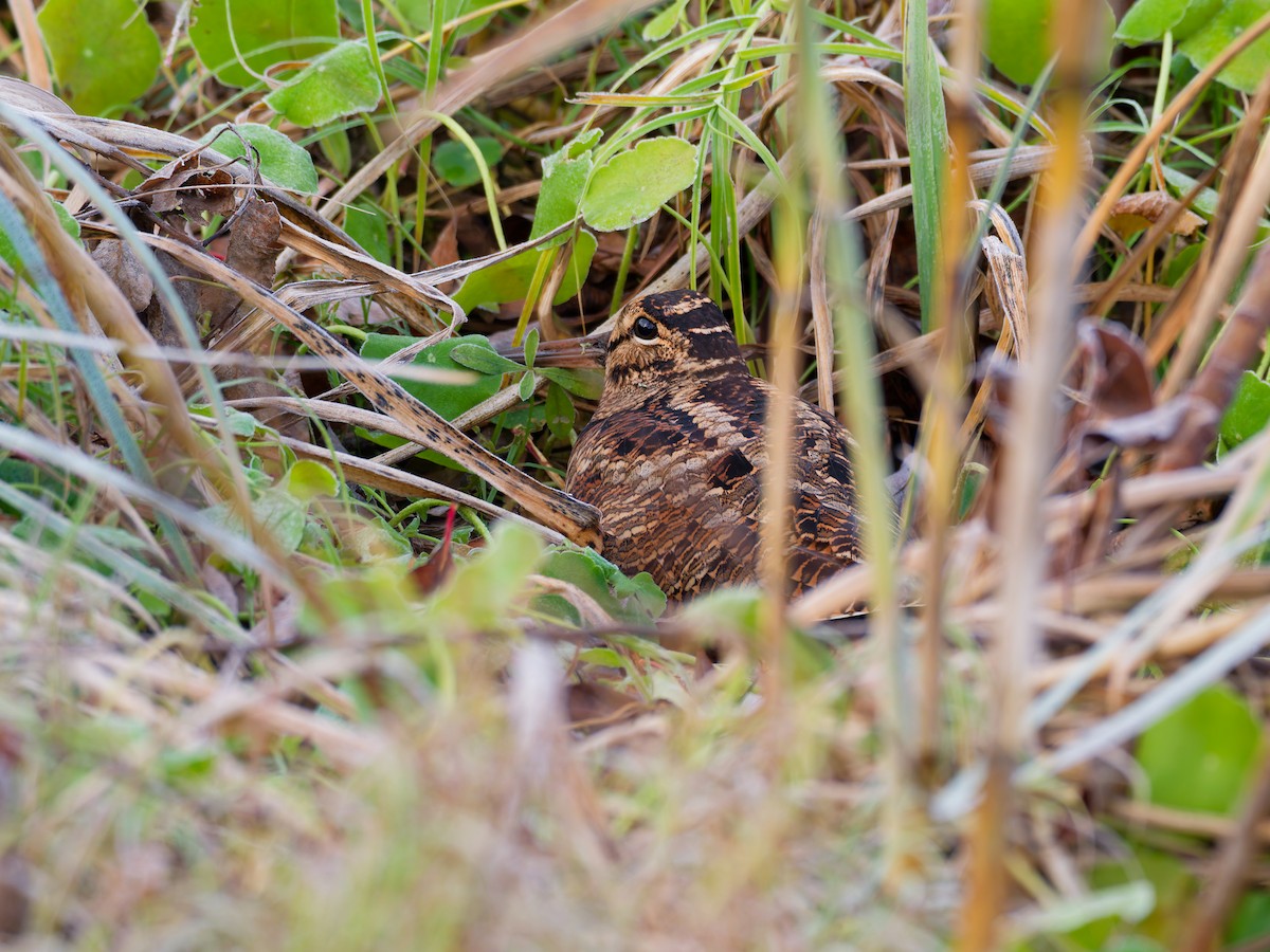 Eurasian Woodcock - ML647678750