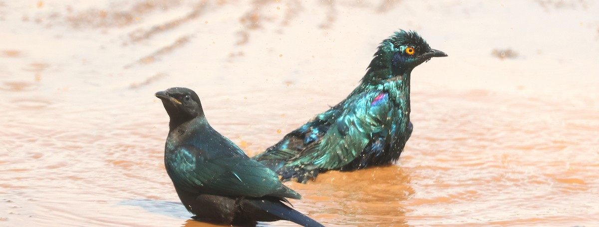 leskoptev kovová - ML647678764