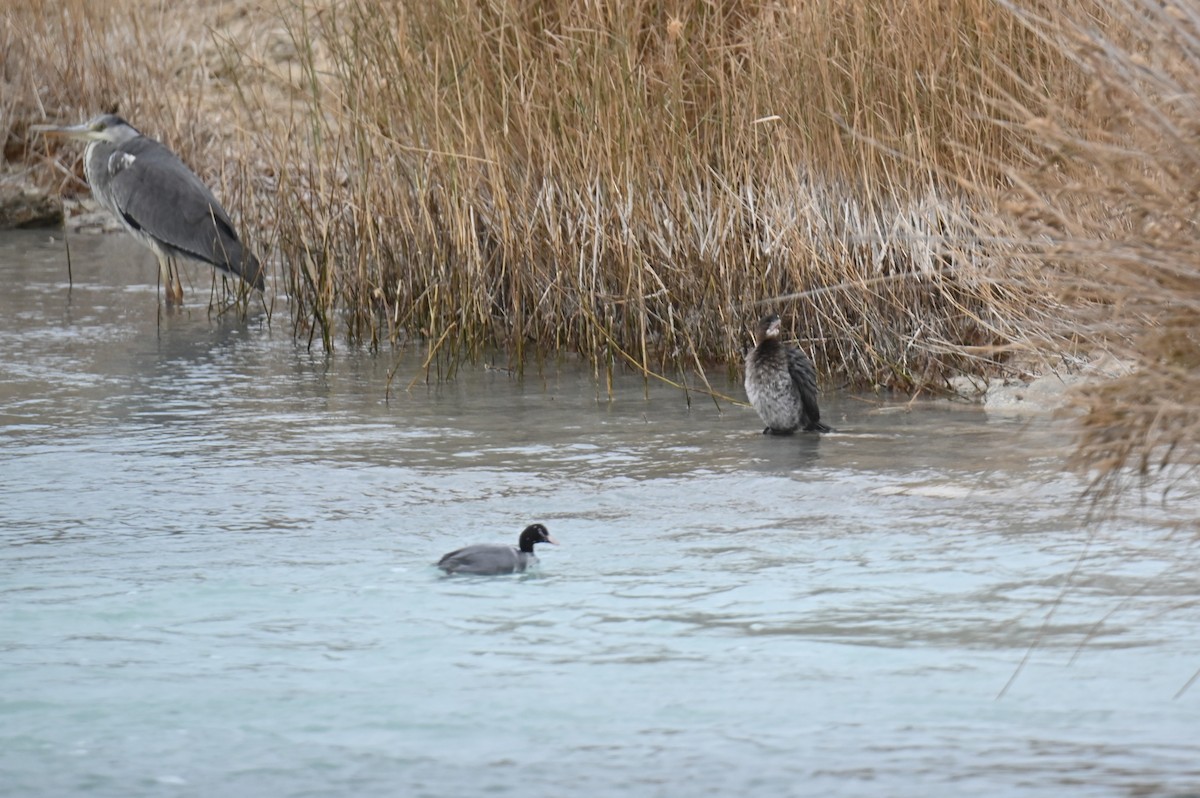 Баклан малий - ML647678770