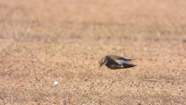 kulík kaspický - ML647678780