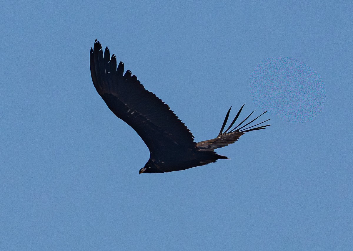 Buitre Negro - ML647678842