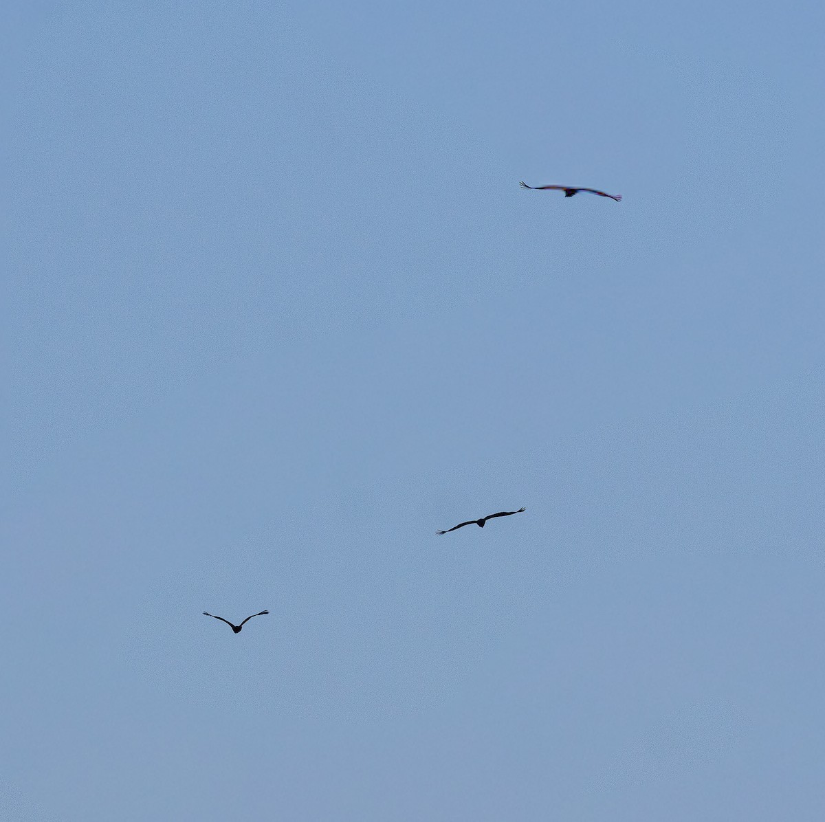 Buitre Negro - ML647678844