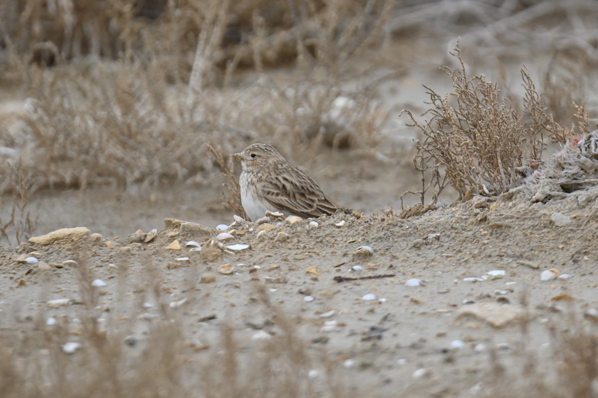 Turkestan Short-toed Lark - ML647678852