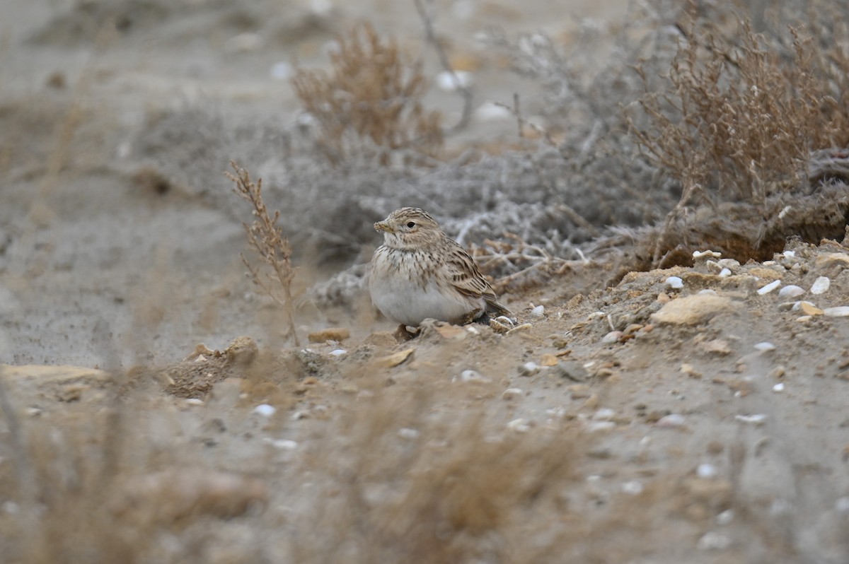 Turkestan Short-toed Lark - ML647678853