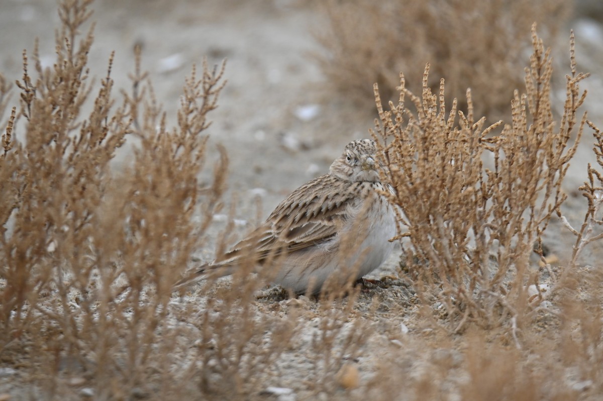 Turkestan Short-toed Lark - ML647678854