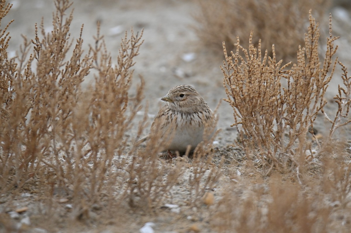 Turkestan Short-toed Lark - ML647678855
