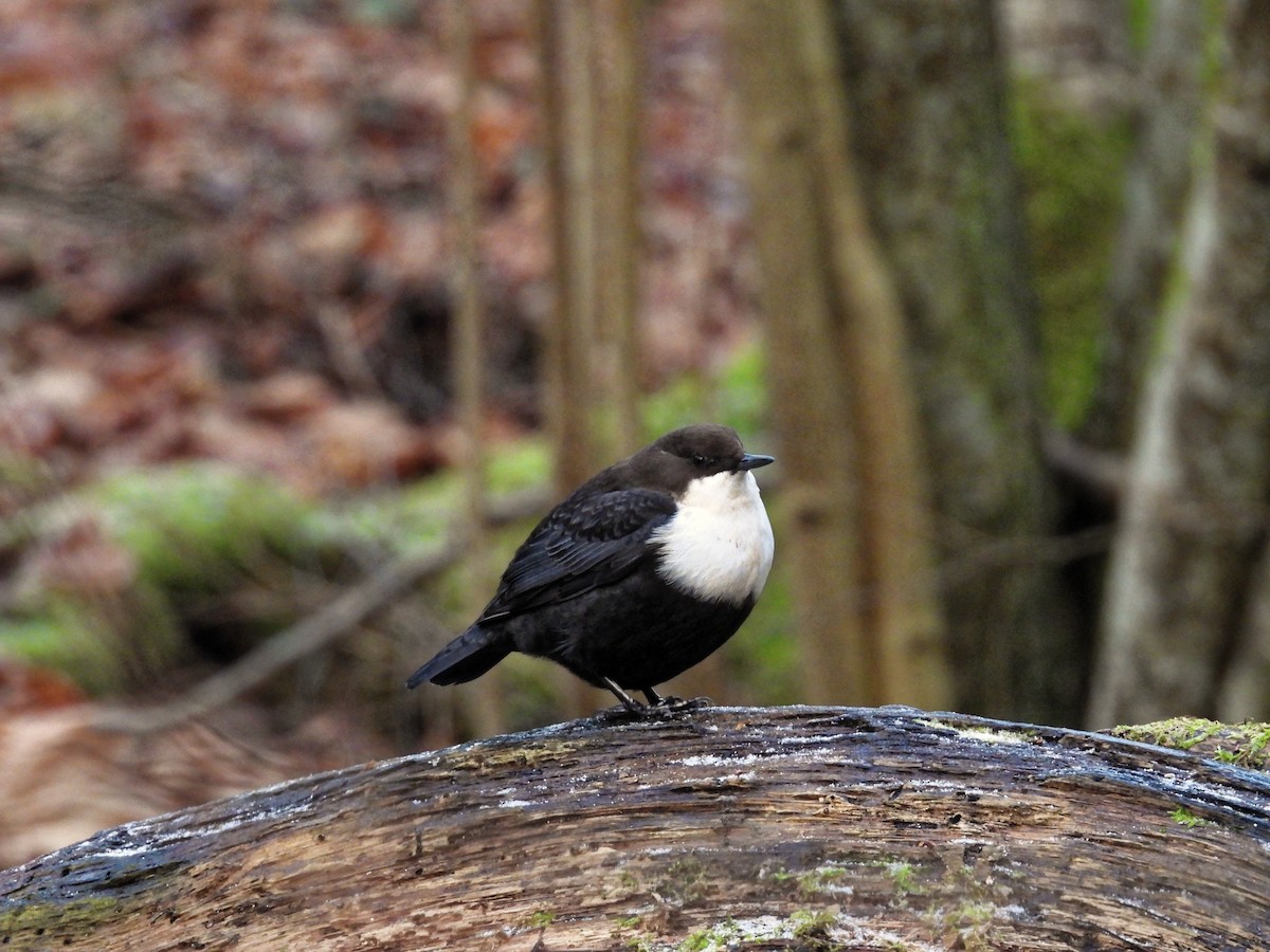 Пронурок біловолий - ML647678904