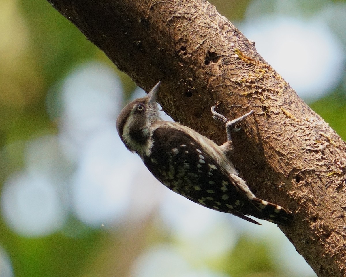 Brown-capped Pygmy Woodpecker - ML647678923
