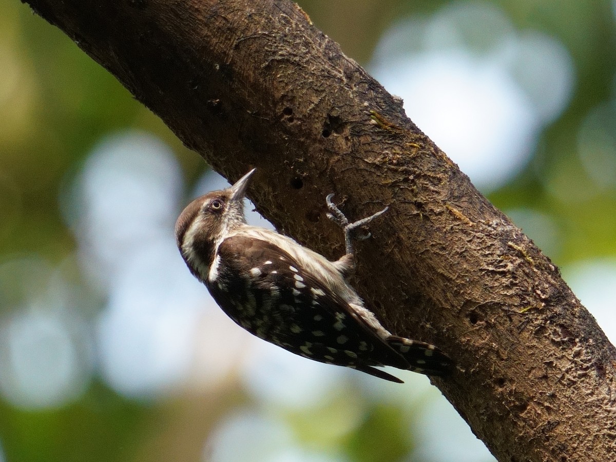 Brown-capped Pygmy Woodpecker - ML647678924