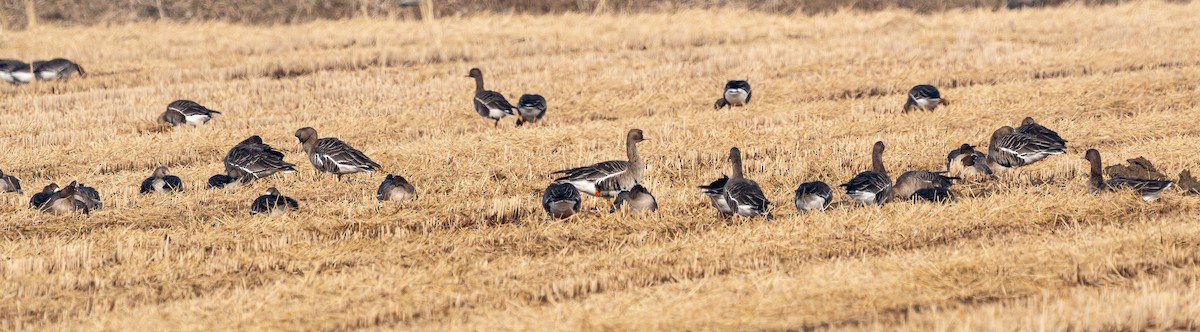 Greater White-fronted Goose - ML647678939