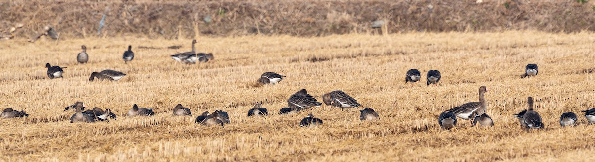 Greater White-fronted Goose - ML647678940