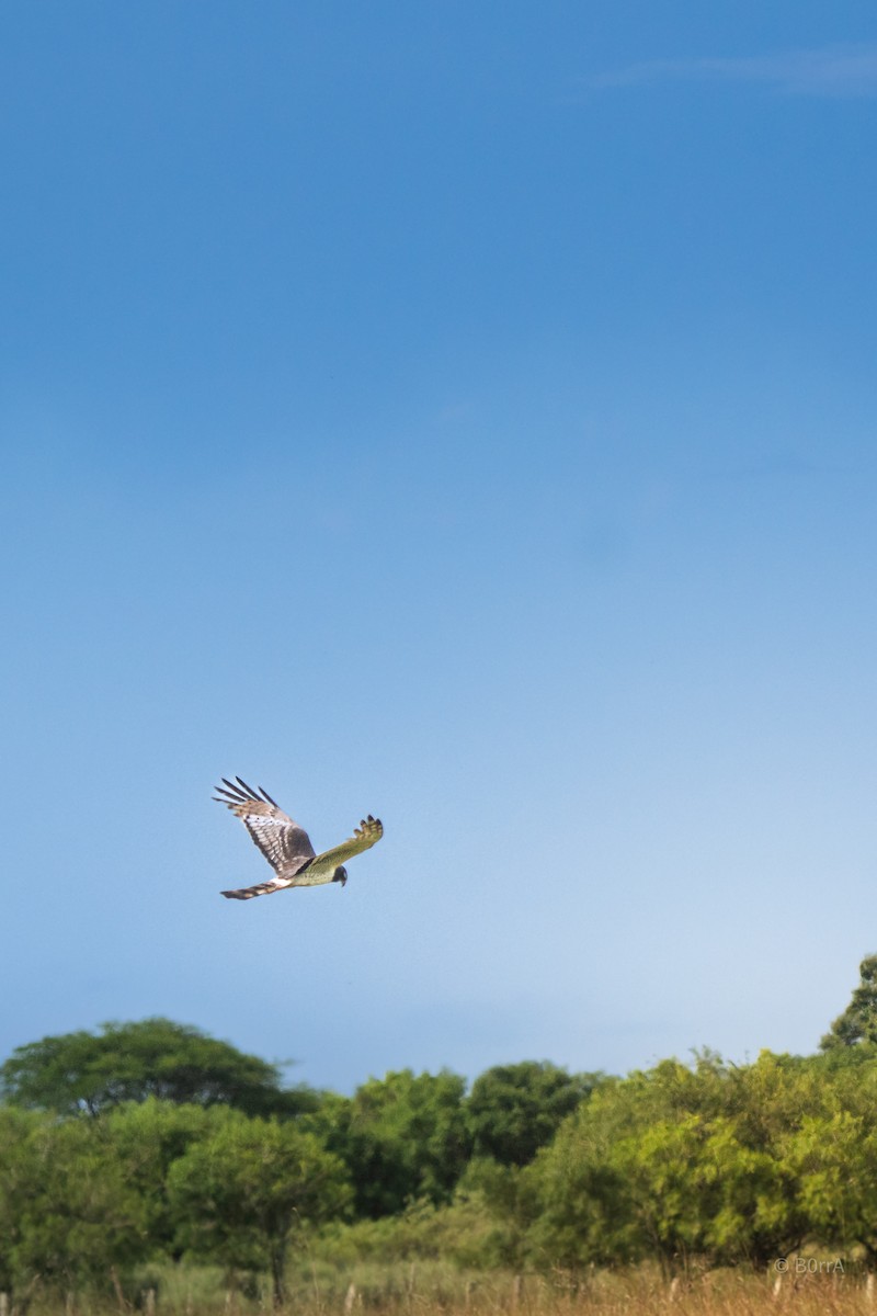 Long-winged Harrier - ML647678941