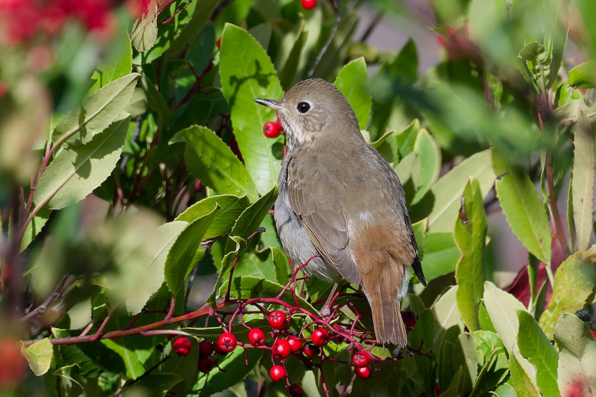 Hermit Thrush - ML647678942