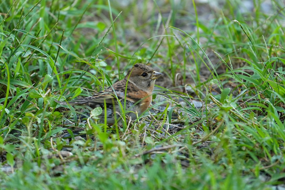 Brambling - ML647678943