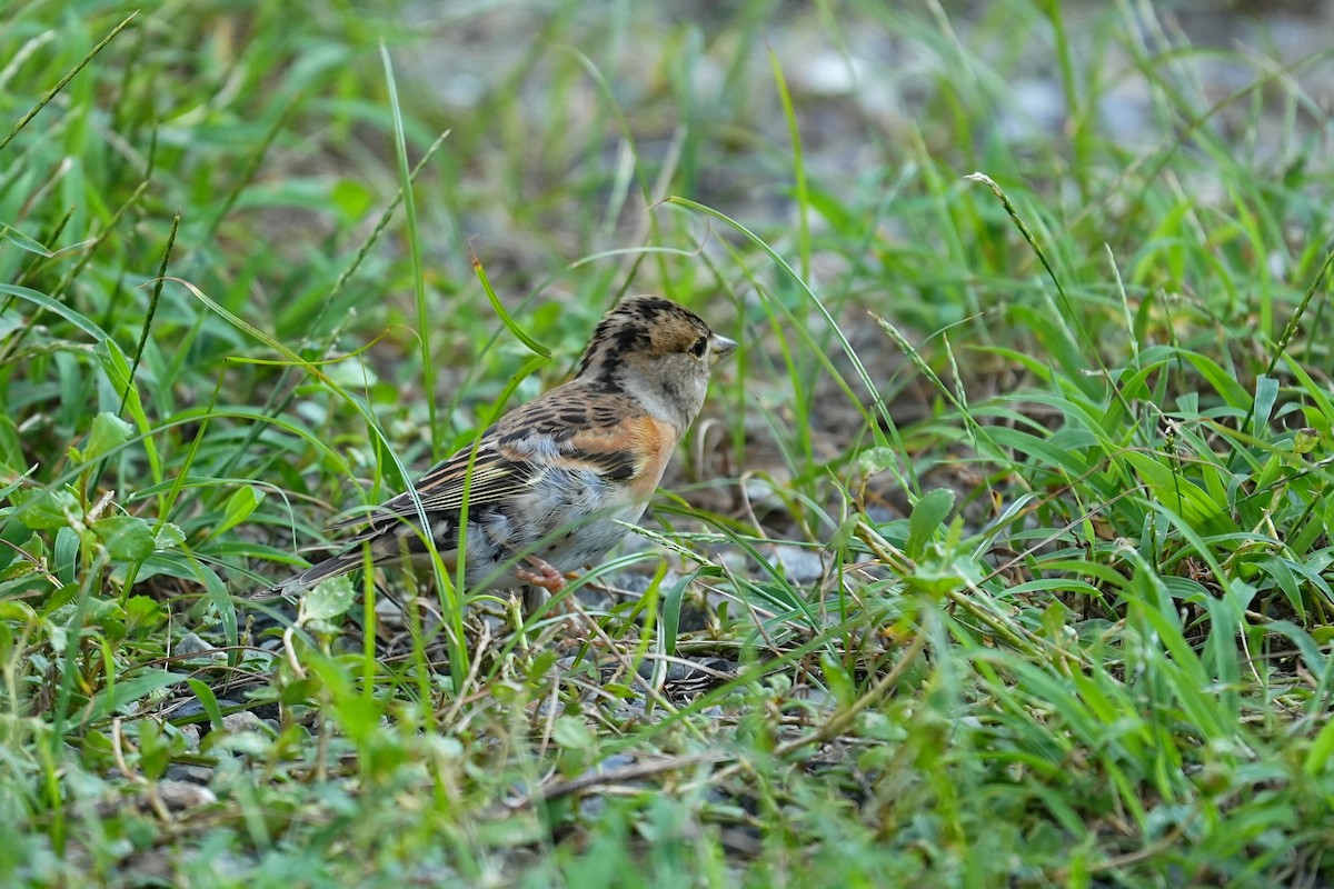 Brambling - ML647678944