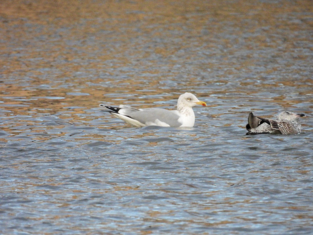 European Herring Gull - ML647678947