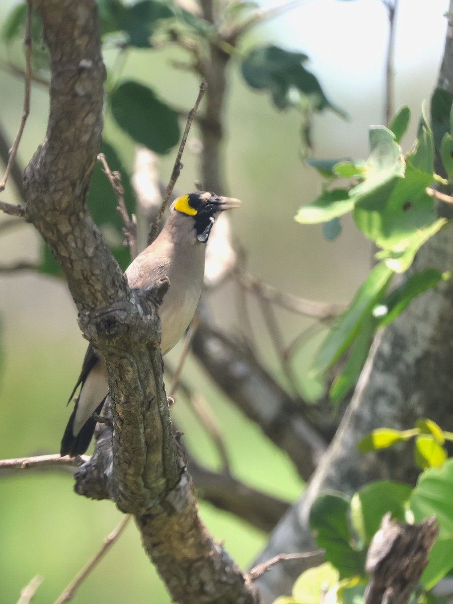 Wattled Starling - ML647678948