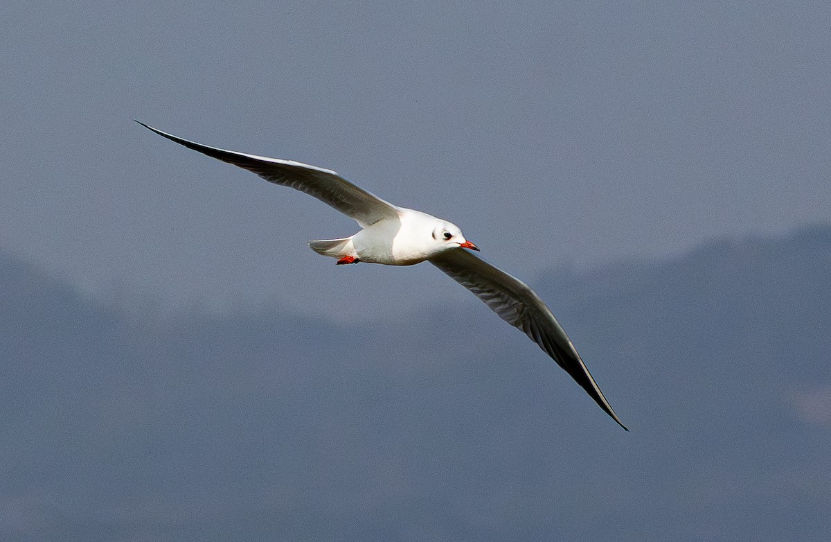 Black-headed Gull - ML647678949