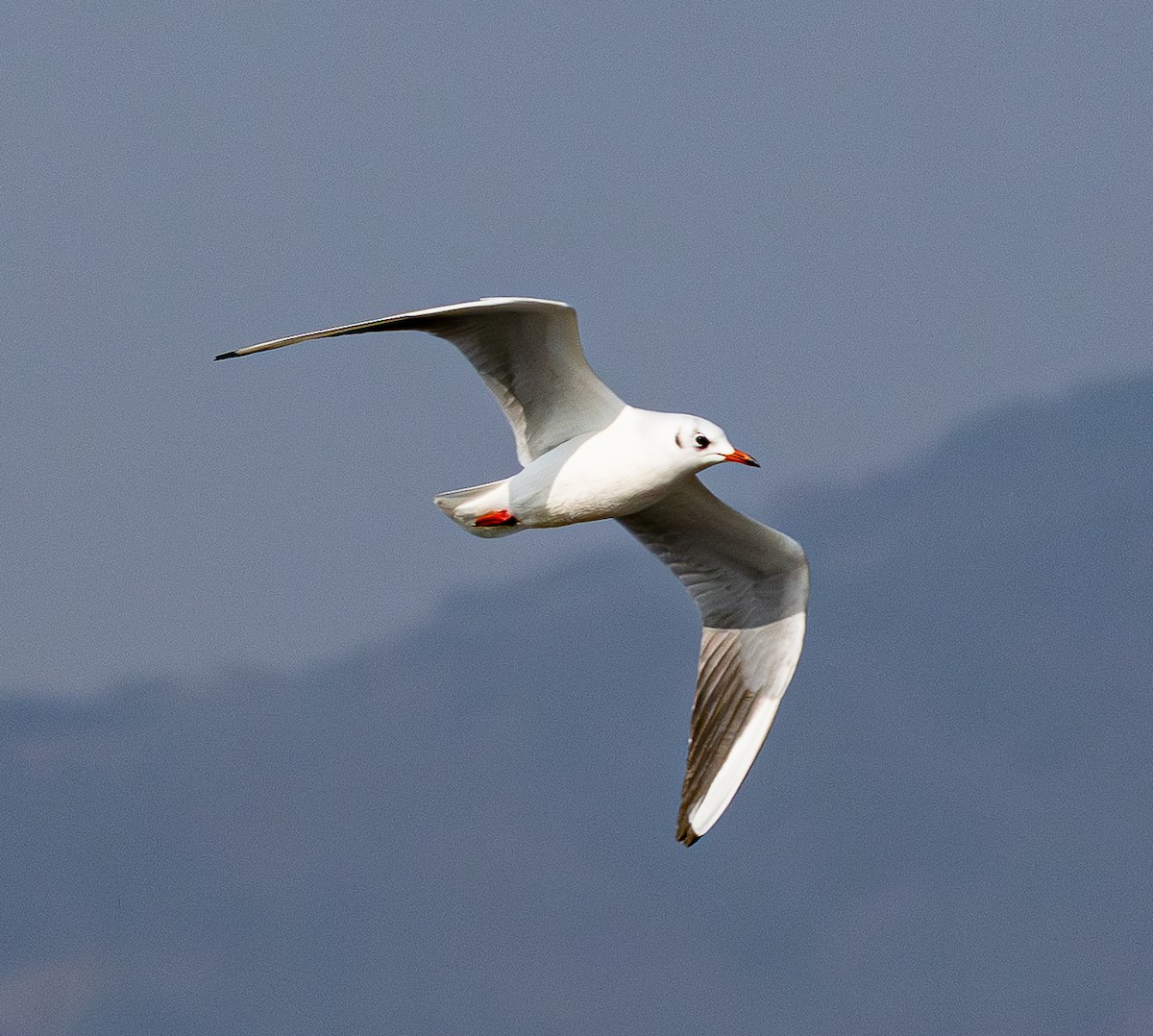 Black-headed Gull - ML647678950