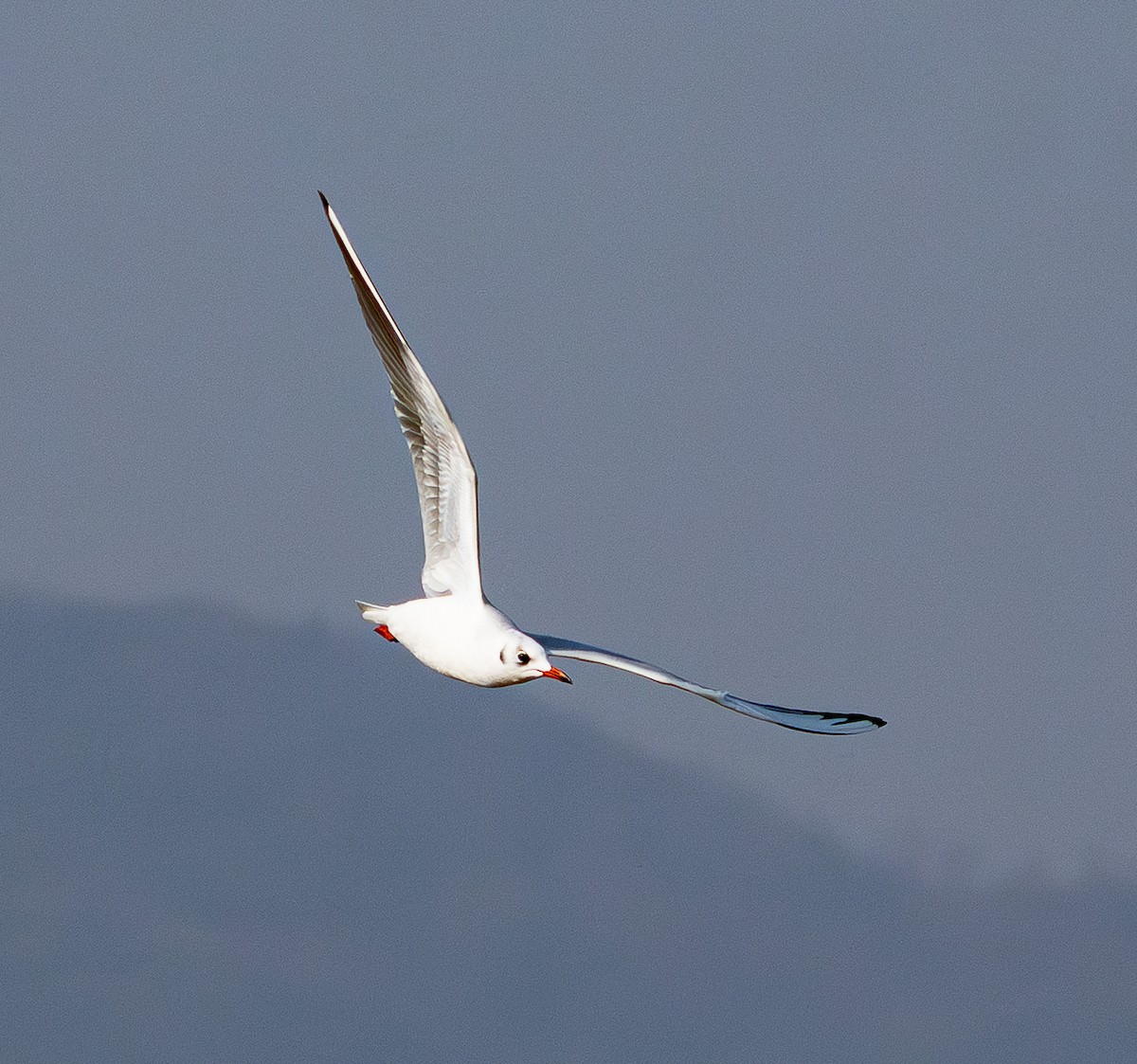 Black-headed Gull - ML647678951