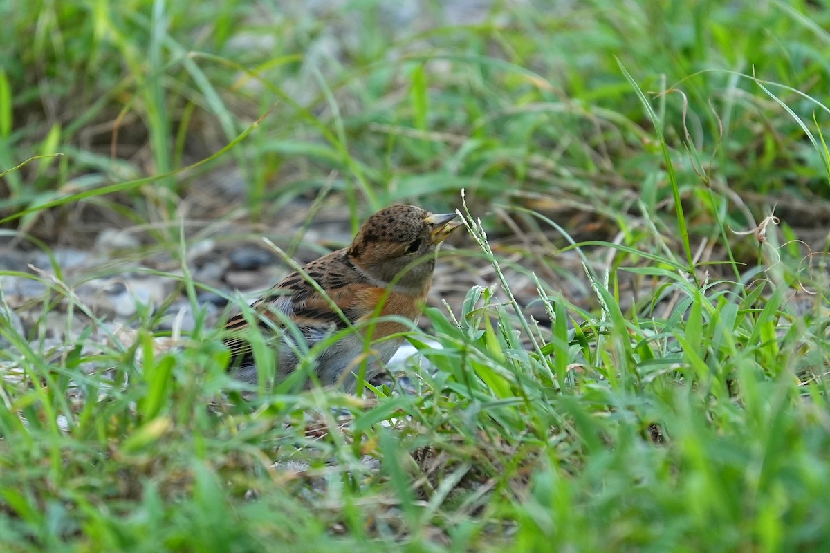 Brambling - ML647678954