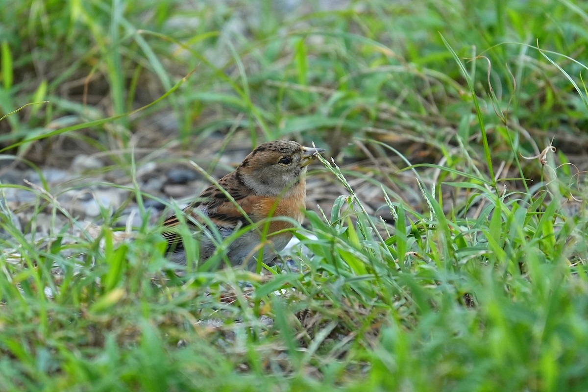 Brambling - ML647678955