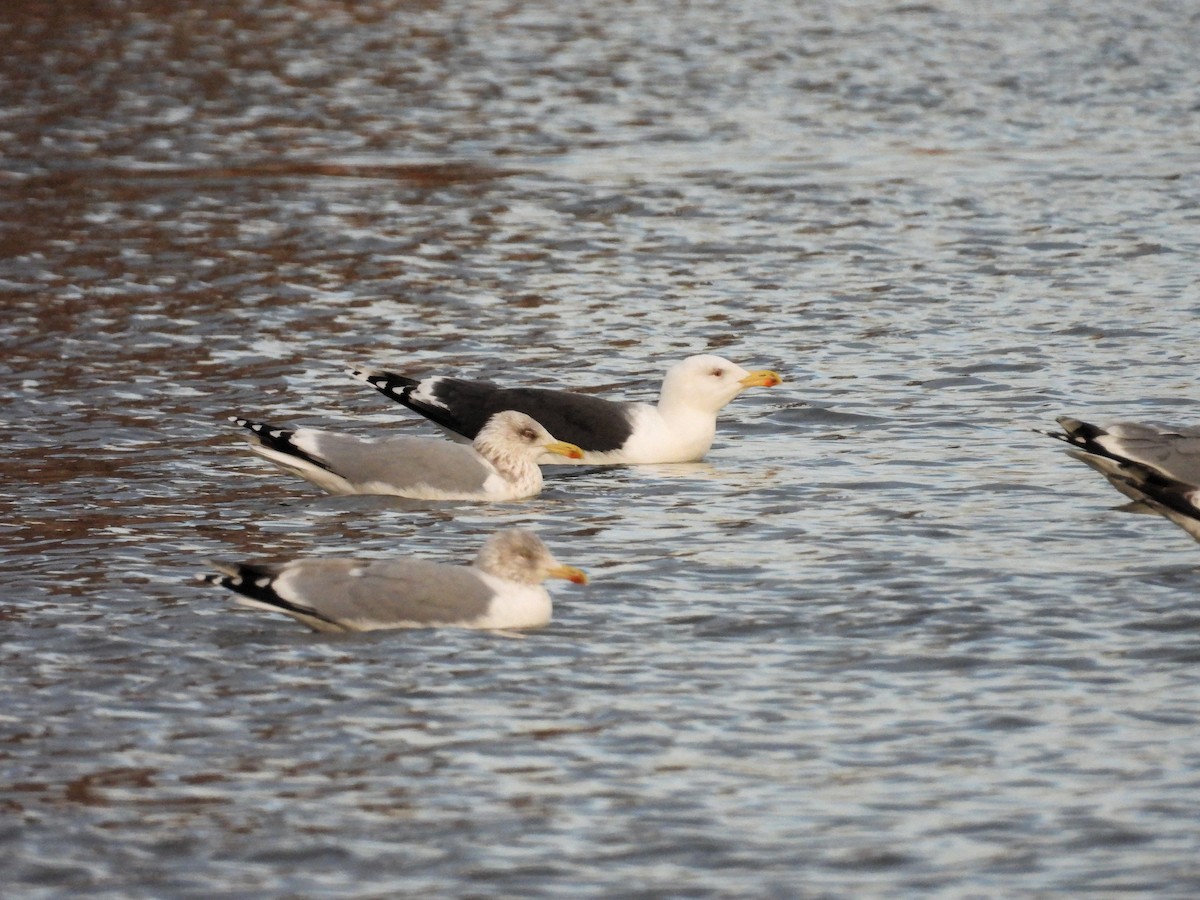 Great Black-backed Gull - ML647678958