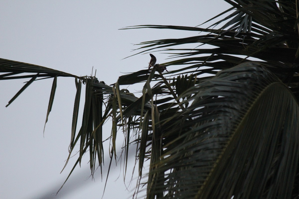 Red-vented Bulbul - ML647678959