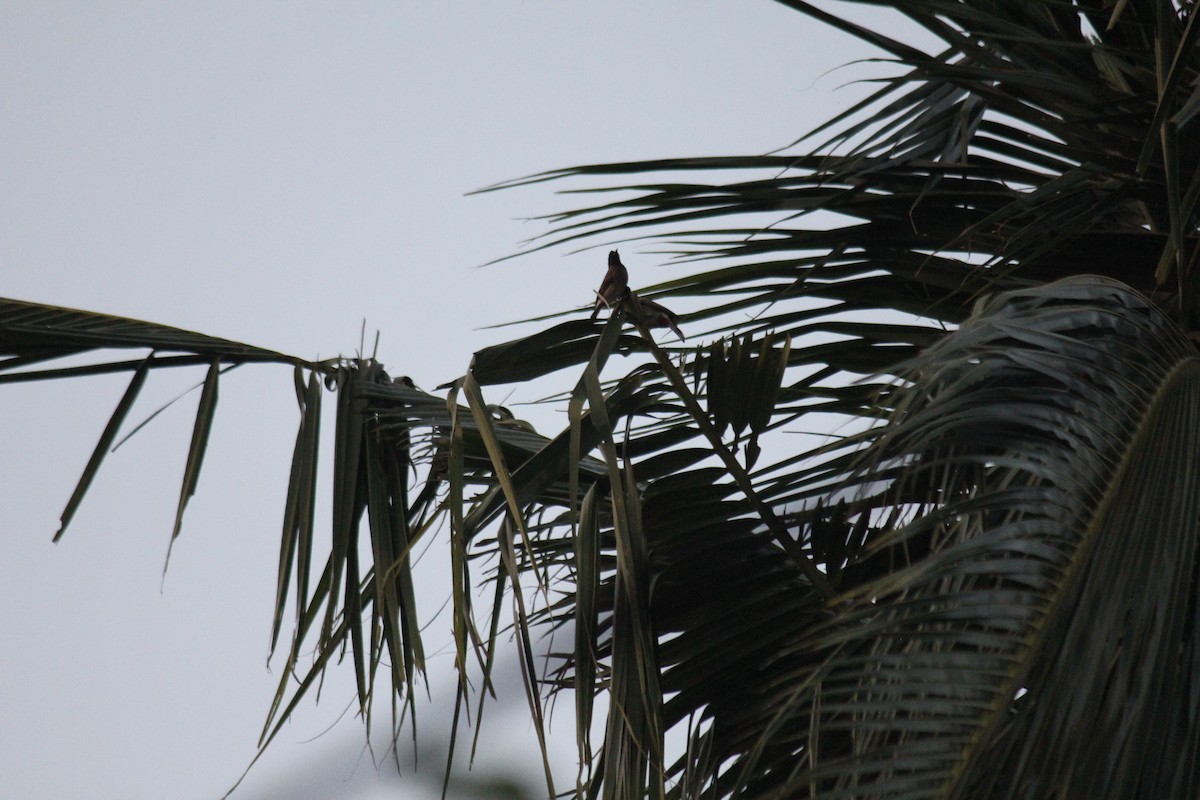 Red-vented Bulbul - ML647678960